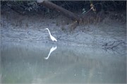 Sundarbans2015_38