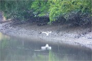 Sundarbans2015_40