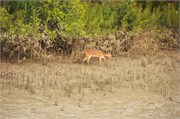 Sundarbans2015_45