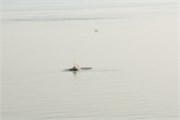 Sundarbans2015_7