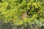 Sundarbans2015a_20