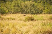 Sundarbans2015a_26