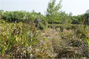 Sundarbans2015a_28