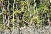 Sundarbans2015a_32