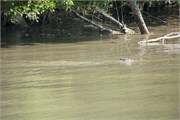 Sundarbans2015a_35