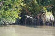 Sundarbans2015a_38