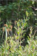 Sundarbans2015a_43