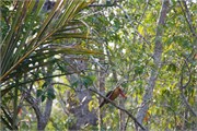 Sundarbans2015a_45