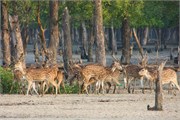 Sundarbans2015a_7