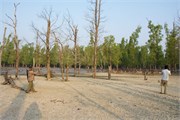 Sundarbans2015a_8