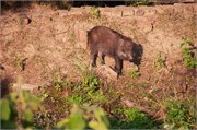 Sundarbans2015b_15