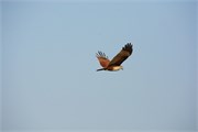 Sundarbans2015b_18