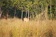 Sundarbans2015b_20