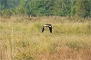 Sundarbans2015b_25