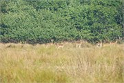 Sundarbans2015b_40