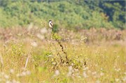Sundarbans2015b_43