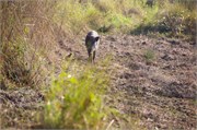 Sundarbans2015b_45