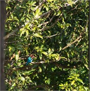 Sundarbans2015b_46