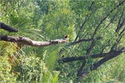 Sundarbans2015b_47