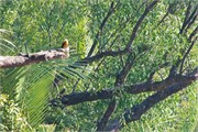 Sundarbans2015b_48