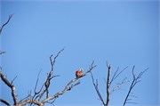 Sundarbans2015b_49