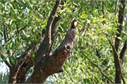 Sundarbans2015b_50