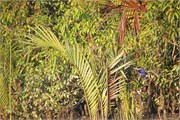 Sundarbans2015b_6