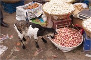 Bangladesh2015_2