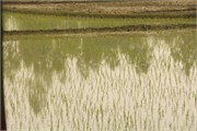 Bangladesh2015_4