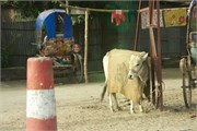 Bangladesh2015_5