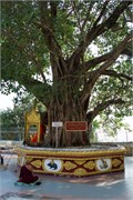 Shwedagon2015_6