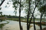 Myanmar02042015_11