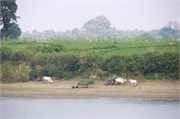 Amarapura2