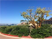 a-SanDiego1