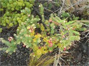 Hilo-Kilauea43