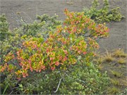 Hilo-Kilauea54