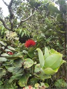 Hilo-Kilauea64
