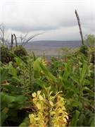 Hilo-Kilauea68