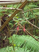 Hilo-Kilauea85