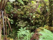 Hilo-Kilauea86