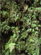 Hilo-Kilauea88