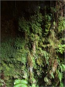 Hilo-Kilauea89