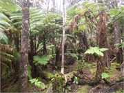 Hilo-Kilauea91