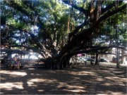 Lahaina-Maui1