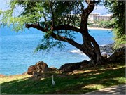 Lahaina-Maui17