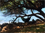 Lahaina-Maui18