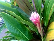 Lahaina-Maui3