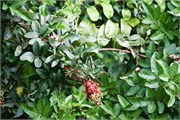 Nawiliwili46