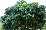 Nawiliwili49