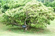 Nawiliwili50